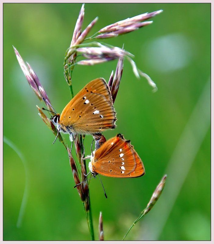насекомые, бабочки, крылья, макро, лето, цветы Я тоже снимаю бабочек фото превью