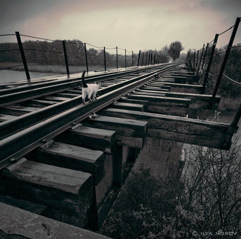 Куда уходят кошки... фото превью