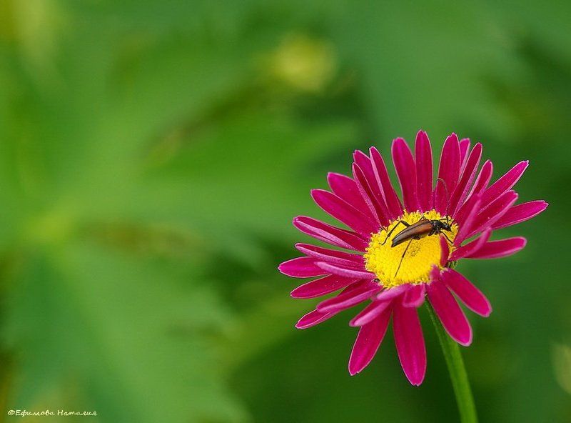 Жук на цветочке фото превью