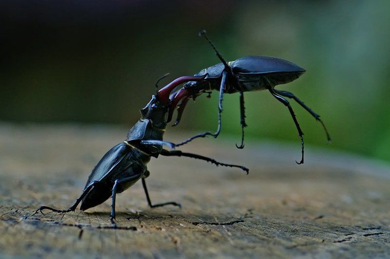 Битва титанов... фото превью