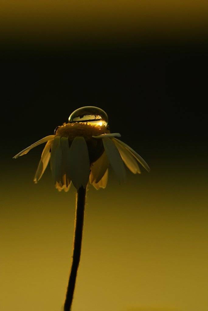 ромащка,капля, Татьяна Аверина