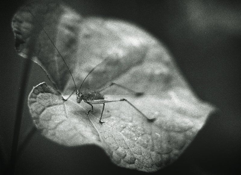 зенит, е, +, индустар, 61 *** фото превью