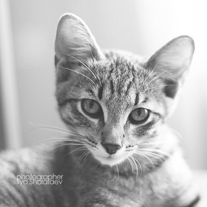 моя, скотина, илья, шалафаев моя скотина фото превью