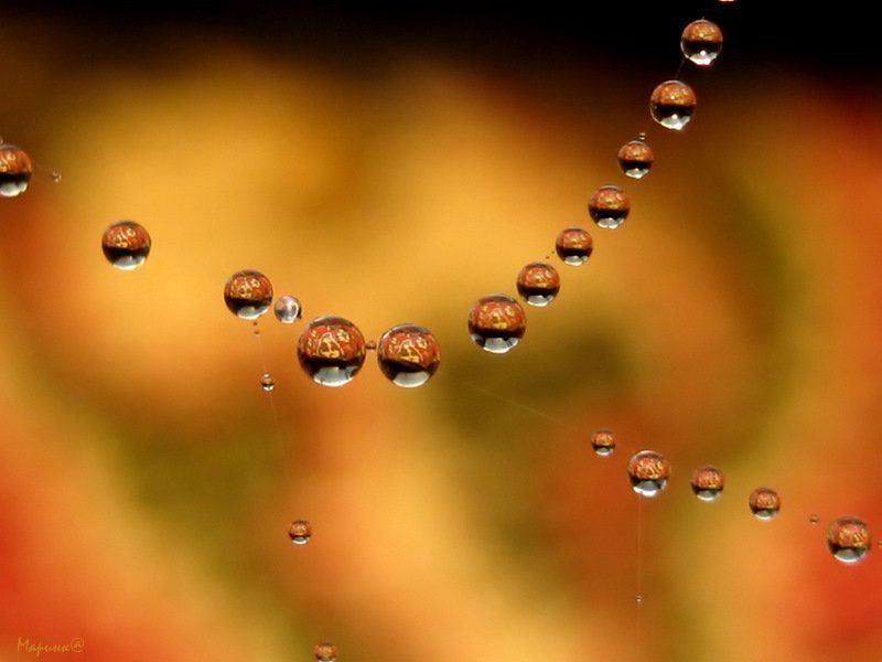макро, капли .... фото превью