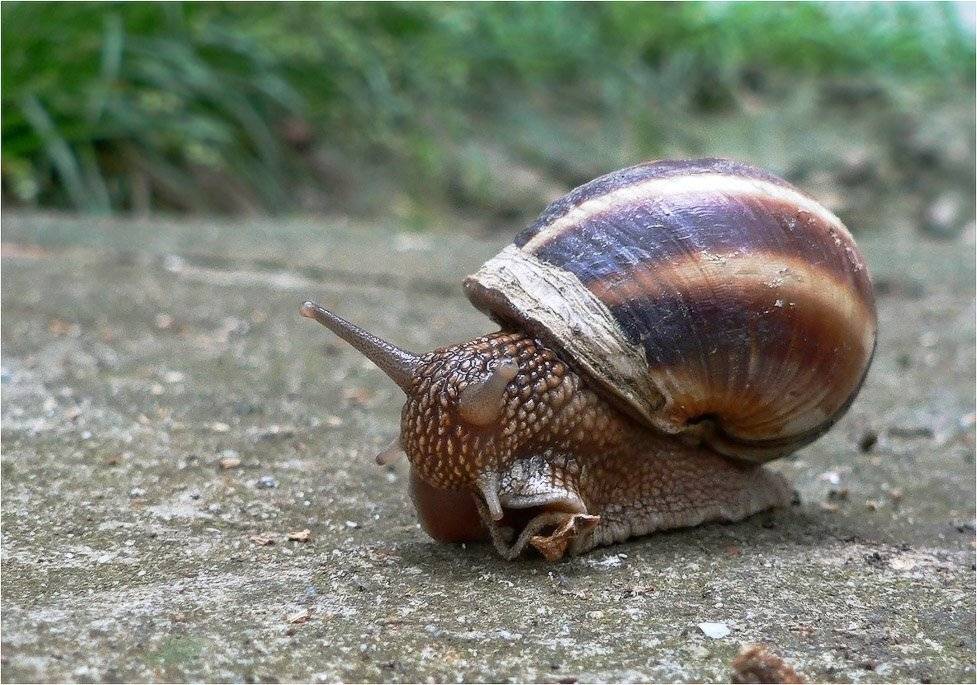 улитка, КарОл