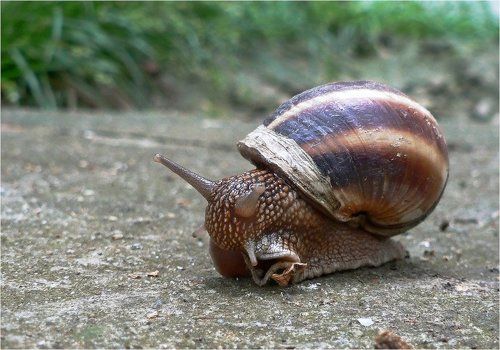 Виноградная говорящая