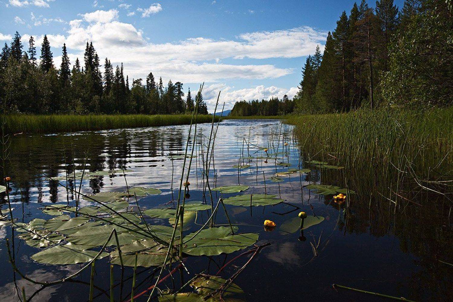 пейзаж,север,ручей,лето, Алексей Сафаров
