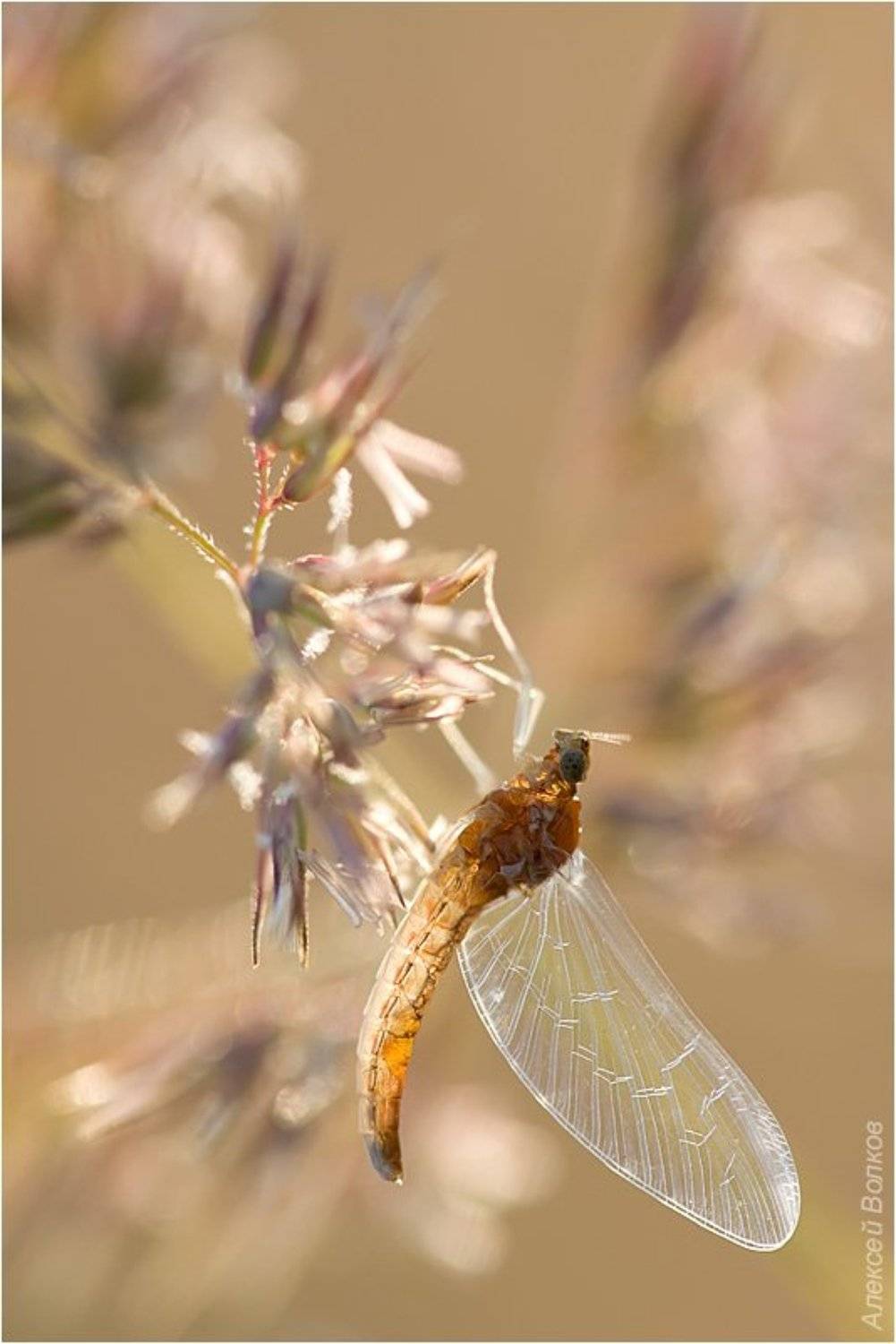 подёнка, утро, Amazon-san