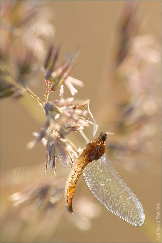 подёнка, утро Подёнка. Утро. фото превью