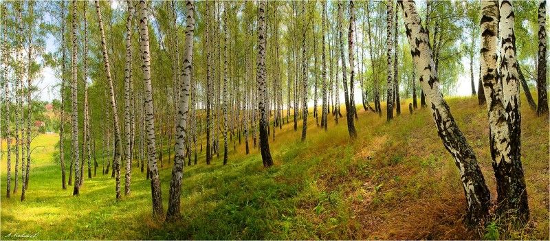 Березовая панорамка фото превью