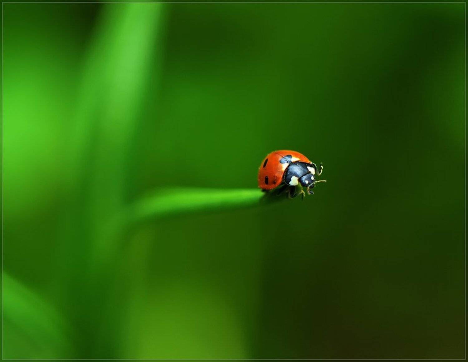 божья коровка,макро, Татьяна Аверина