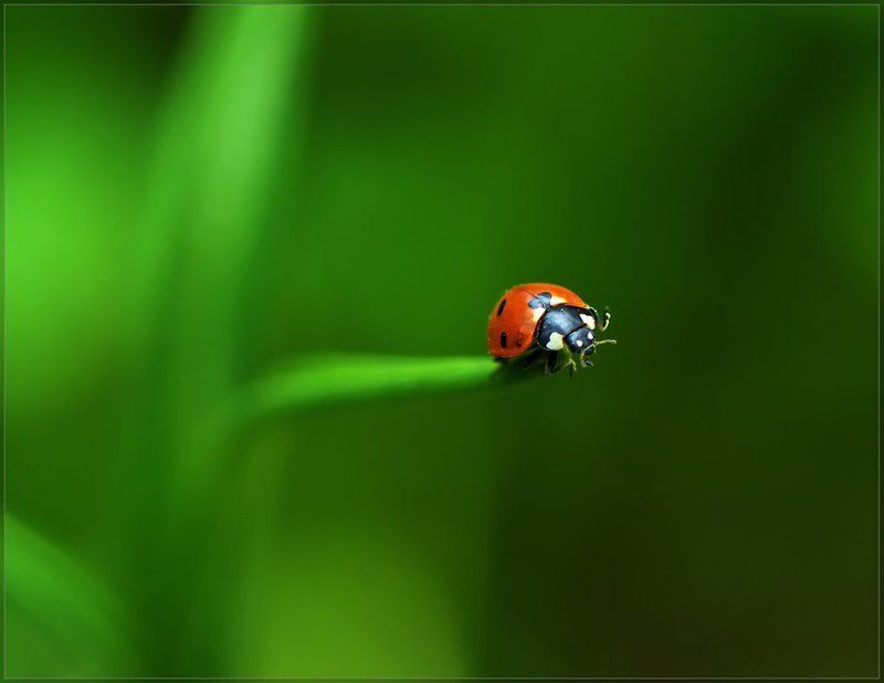 божья коровка,макро Обитатели зеленой планеты... фото превью