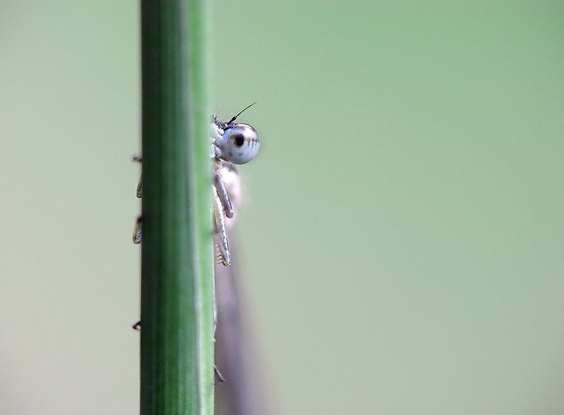 стрекозы, лето Из жизни стрекоз фото превью