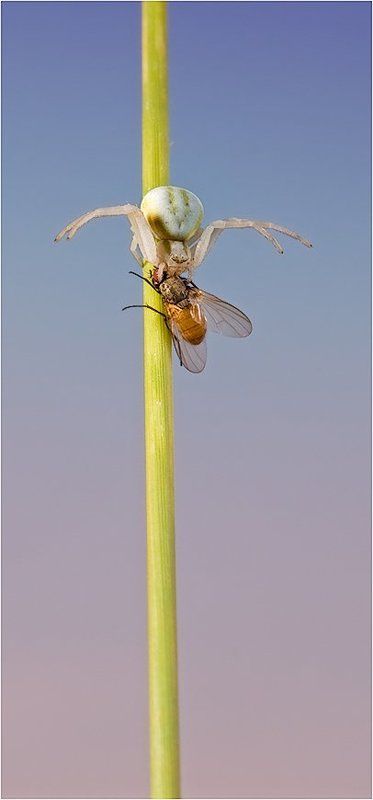 Очень ранний завтрак фото превью