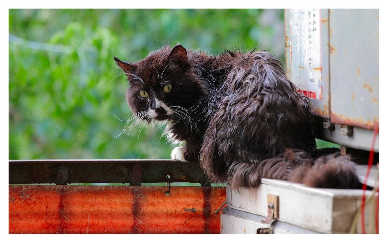 кот, кузя, Александр Мартынов