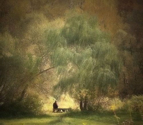 Куда приводят мечты