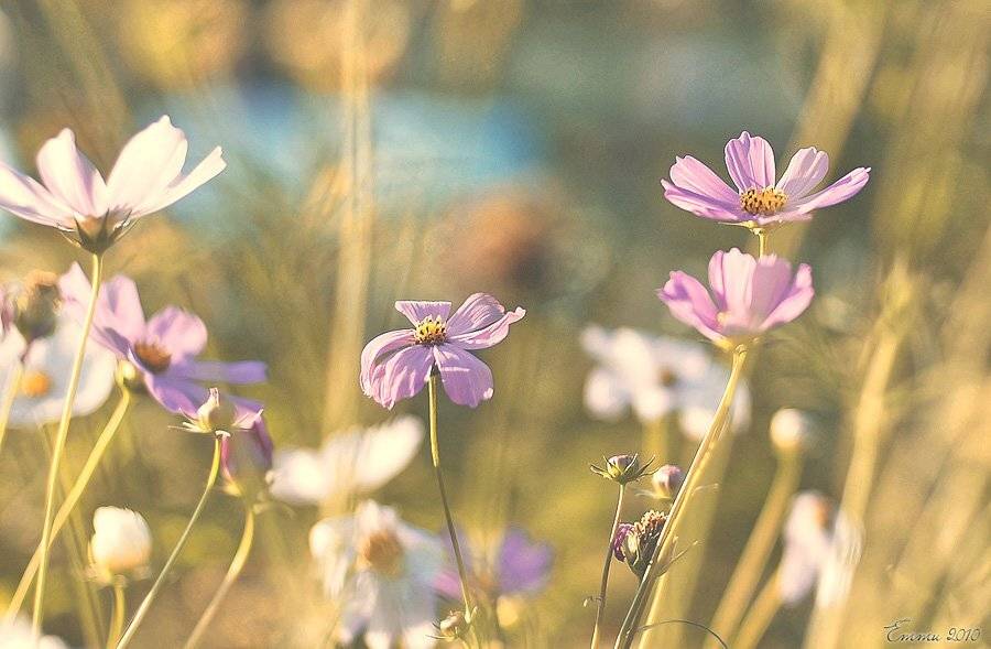 зарисовка, природа, цветы, етти