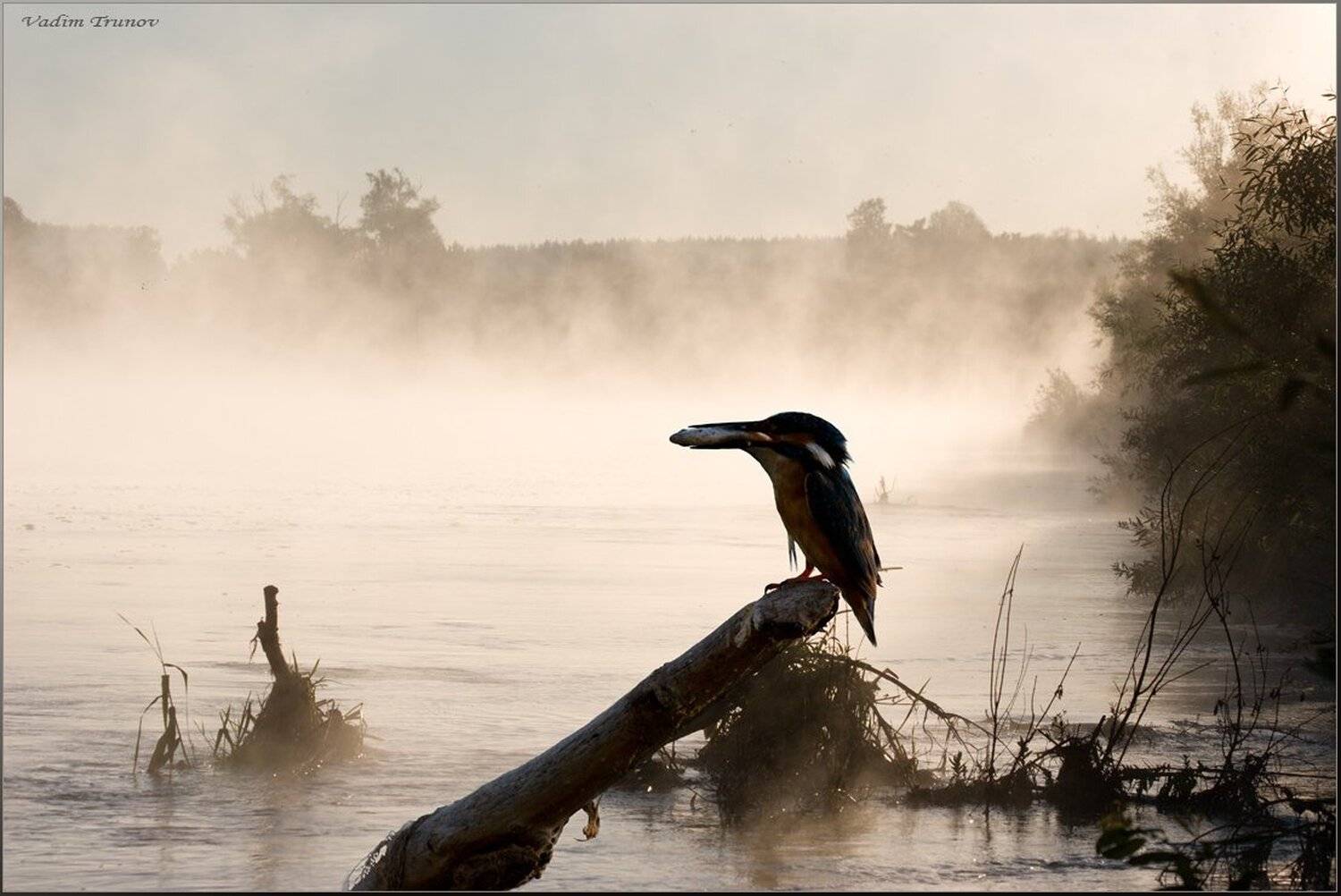 KingFisher. Автор: Вадим Трунов , Вадим Трунов