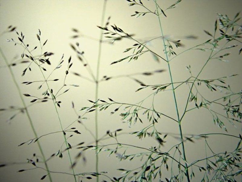 Ilman varjo фото превью