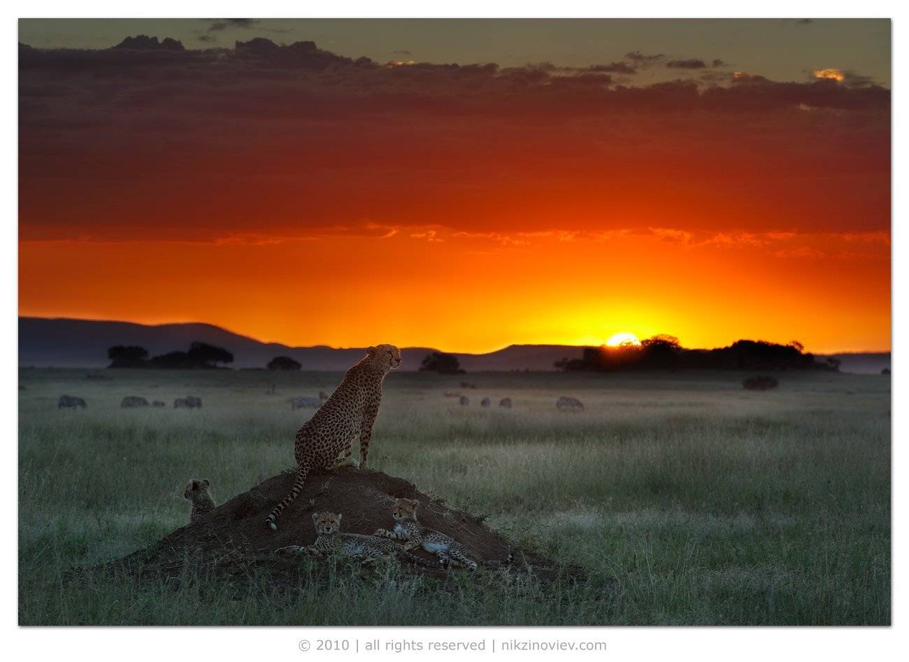 африка, , , дикие, животные, танзания, гепард, пейзаж, зиновьев, николай, Николай Зиновьев