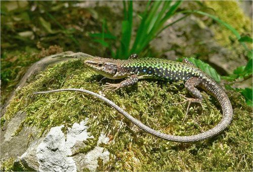 Солнечные ванны