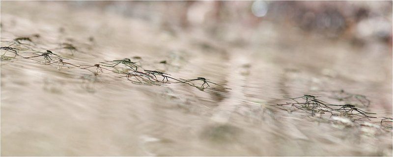 Погнали наши городских! фото превью