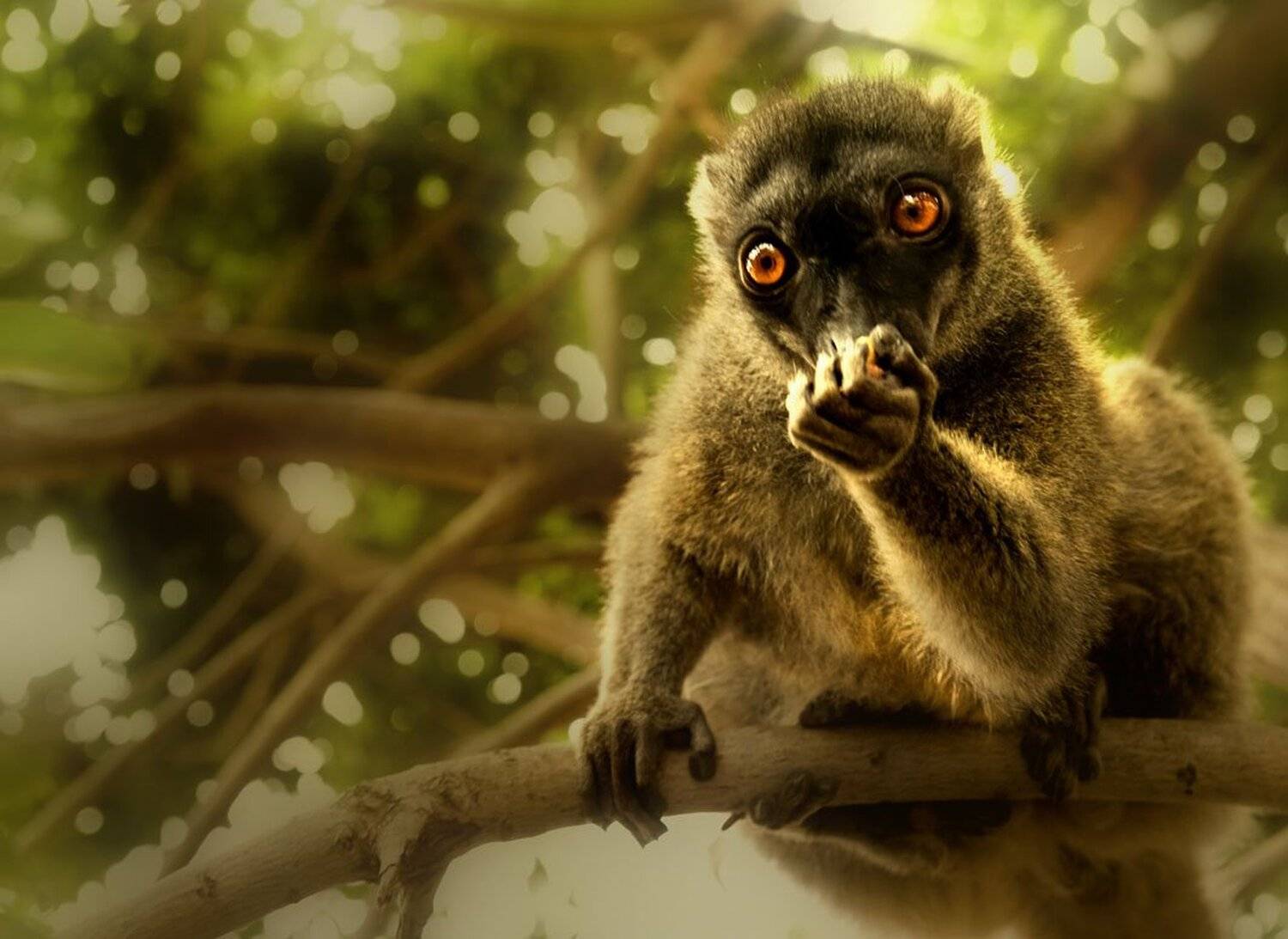 тенерифе, обкзьянник, Татьяна Гориловская