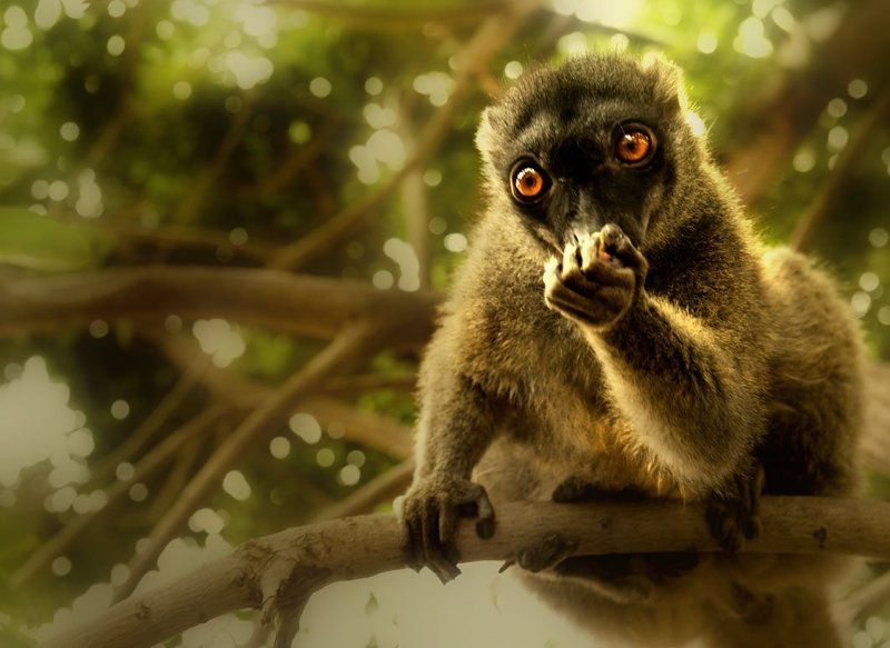 тенерифе, обкзьянник Нет, мы не одиноки во вселенной!) фото превью