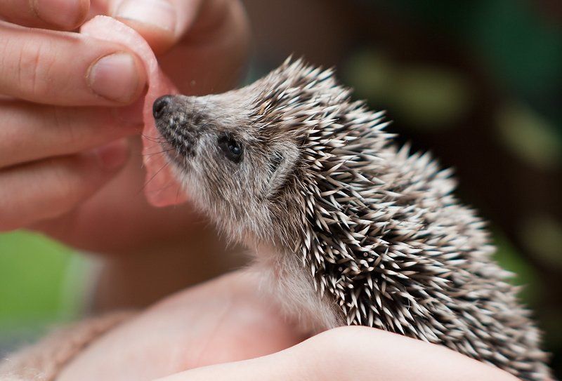 ёжик Арбузный ёжик фото превью