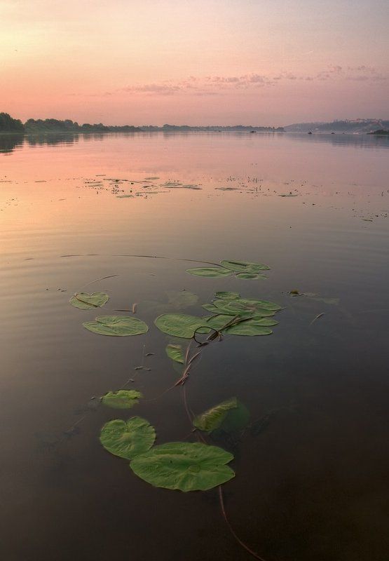 утро, рассвет, река, кувшинки теплое начало фото превью