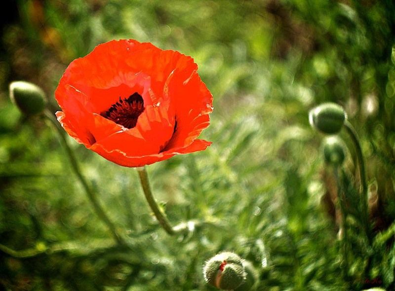 *** фото превью