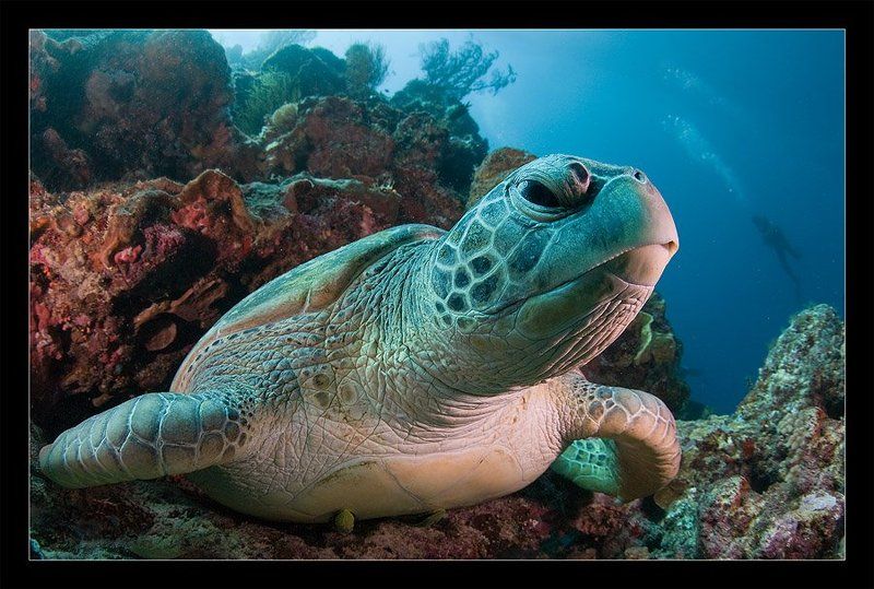 Шейку тянем...) фото превью