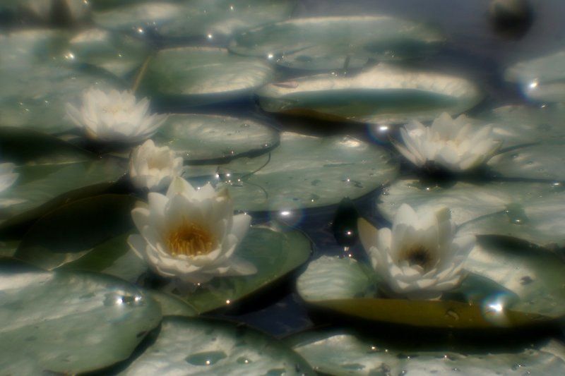 монокль, сказка, лето ,цветы Не во сне, а наяву фото превью