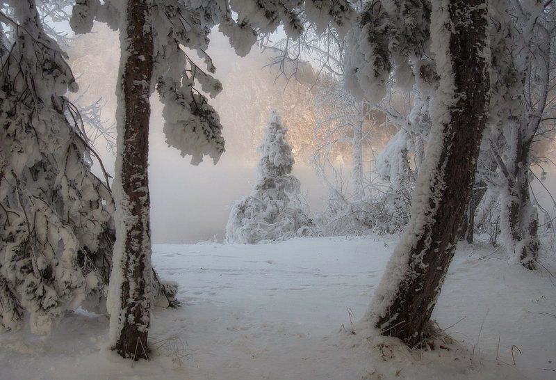 Про елочку. фото превью