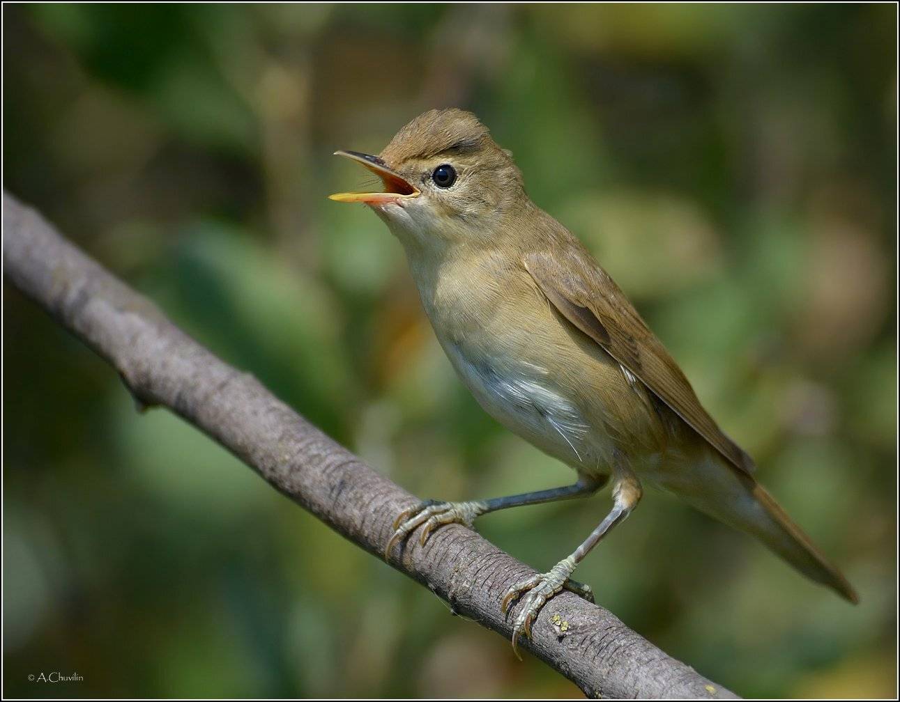 камышовка солист птица, Александр Чувилин