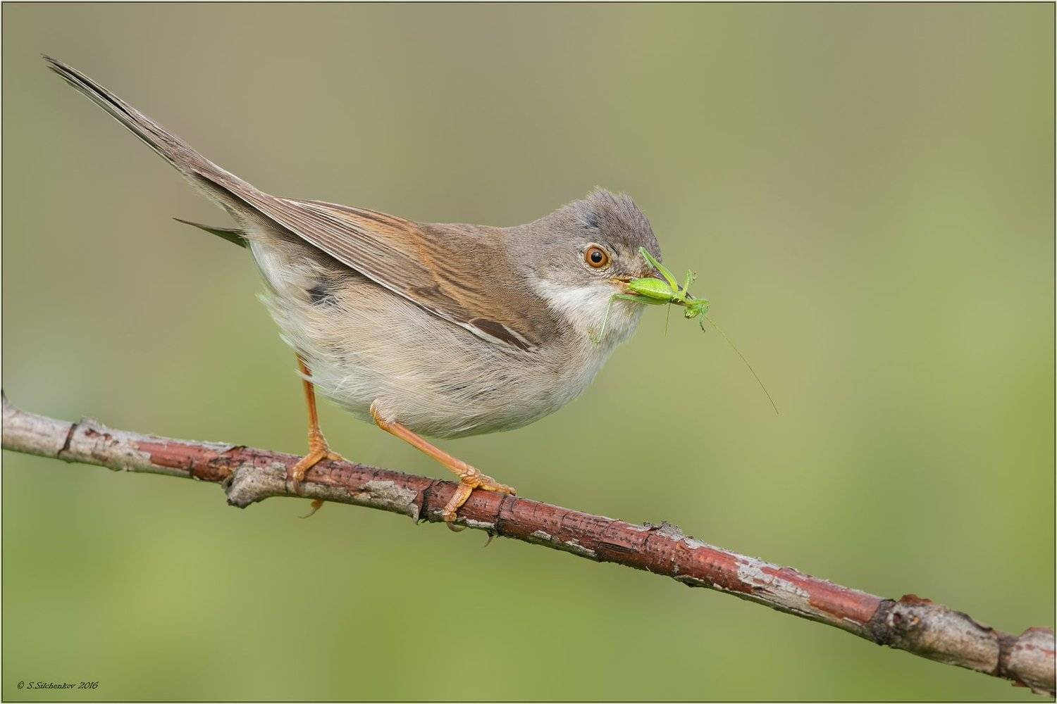 , Сергей Сильченков