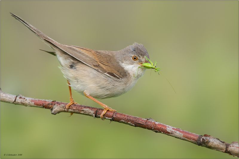 Кузнец для MACRO нужен? ;) фото превью