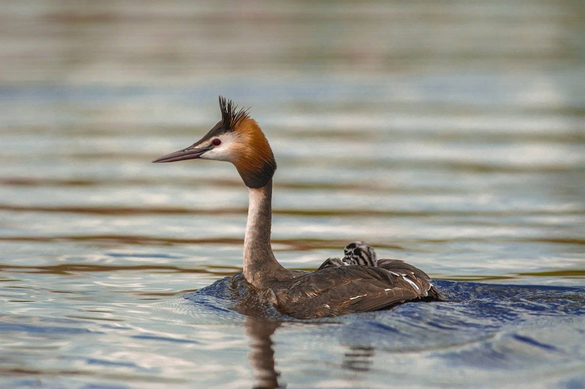 мама, Александр Маркелов