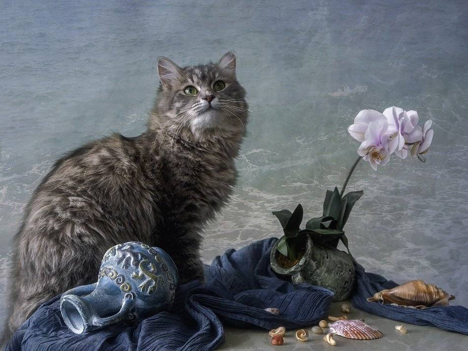 фото, кошка масяня, кувшин, амфора, орхидея, ракушки, Ирина Приходько