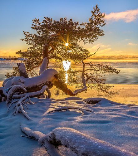 Сосна на берегу Ладоги