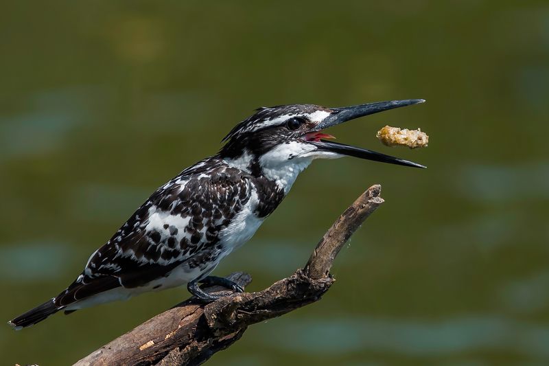 Wildlife of India фото превью
