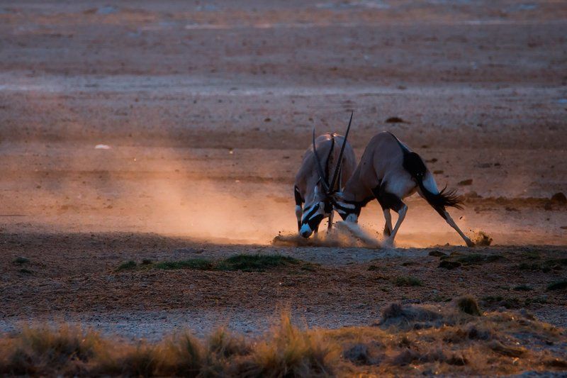Oryx of Etosha фото превью