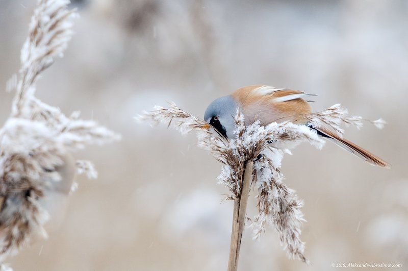 Усатая синица (лат. Panurus biarmicus). фото превью
