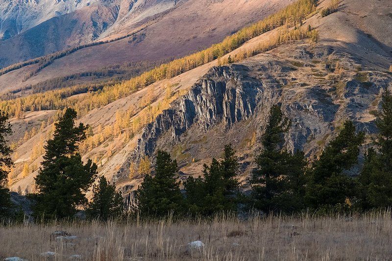 степь самаха, река, аргут, коксу, джазатор, осень, лиственницы, горный алтай Pro степь Самаха. Этюдный взгляд. фото превью