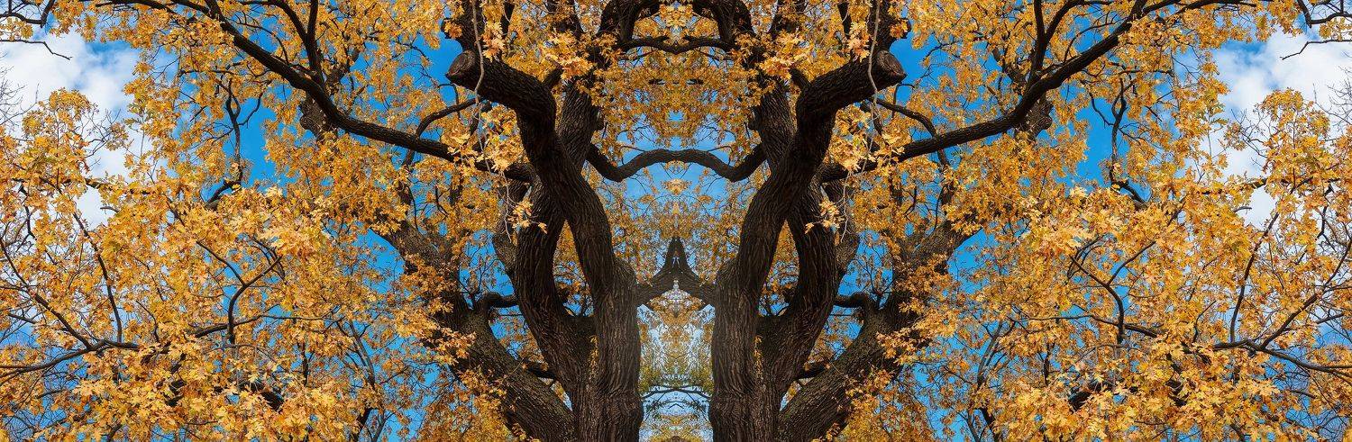 , Анатолий Щербак