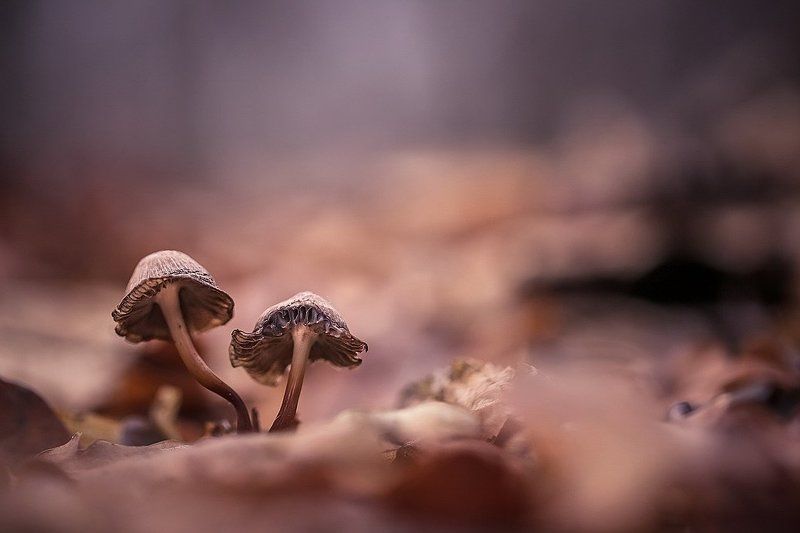 Стиляги фото превью