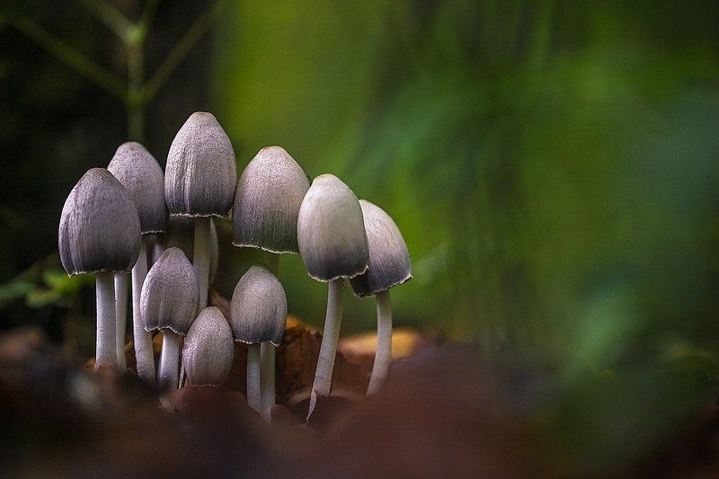 Хоббиты фото превью