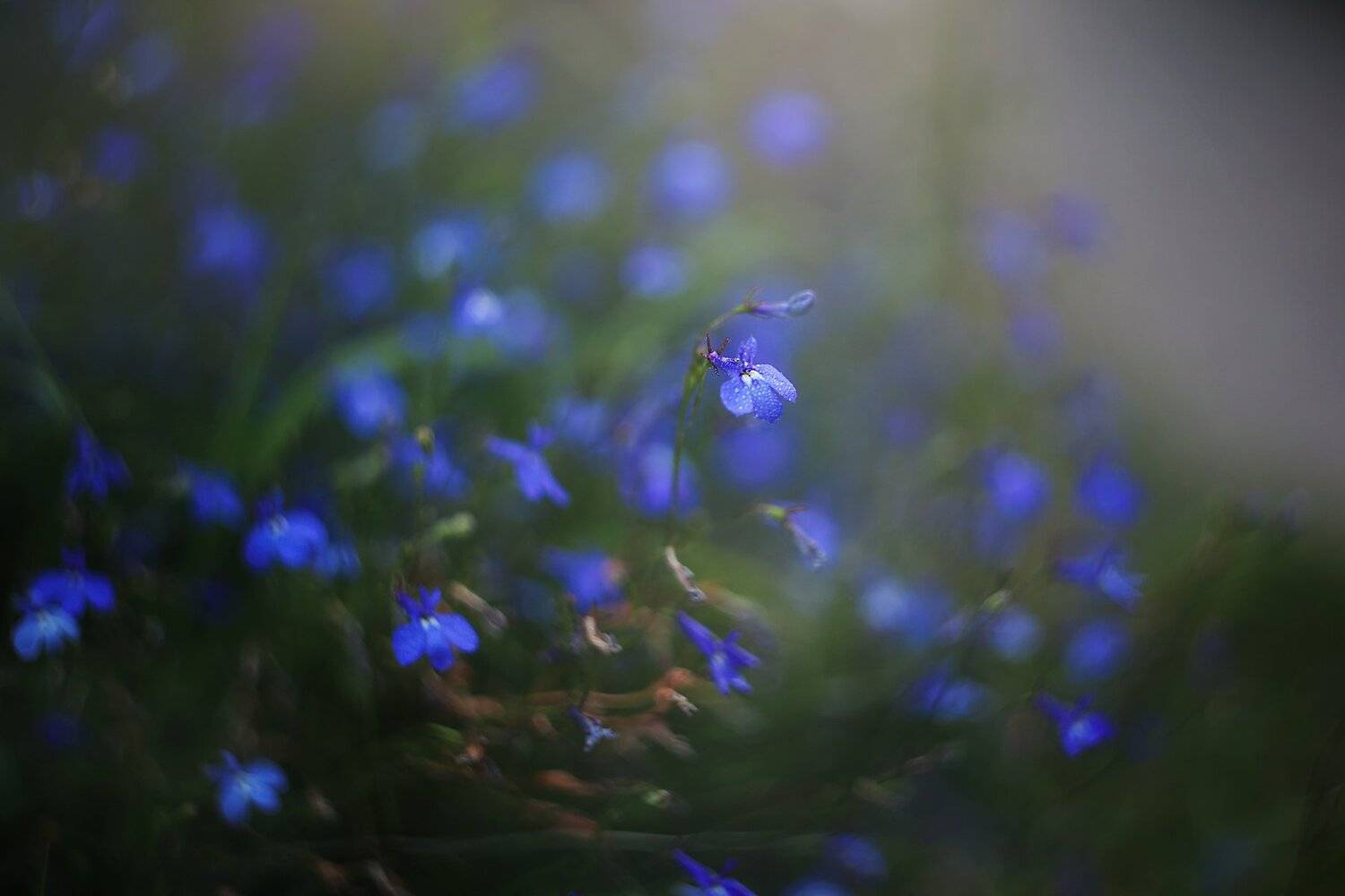 , Инна Сухова