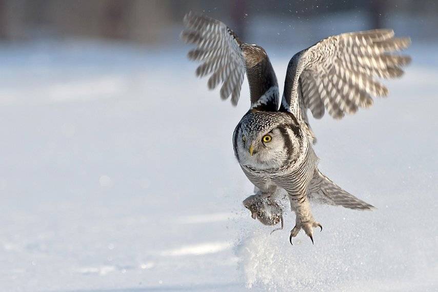 яолярная, сова, Александр Маркелов