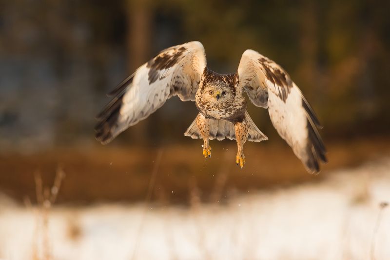 Like an owl фото превью